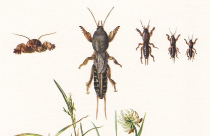 1960 MOLE CRICKET Print - Vintage Insect Print - Bugs Illustration - Insect Wall Art - Vintage Entomology Print - 7.5 x 10.6 
