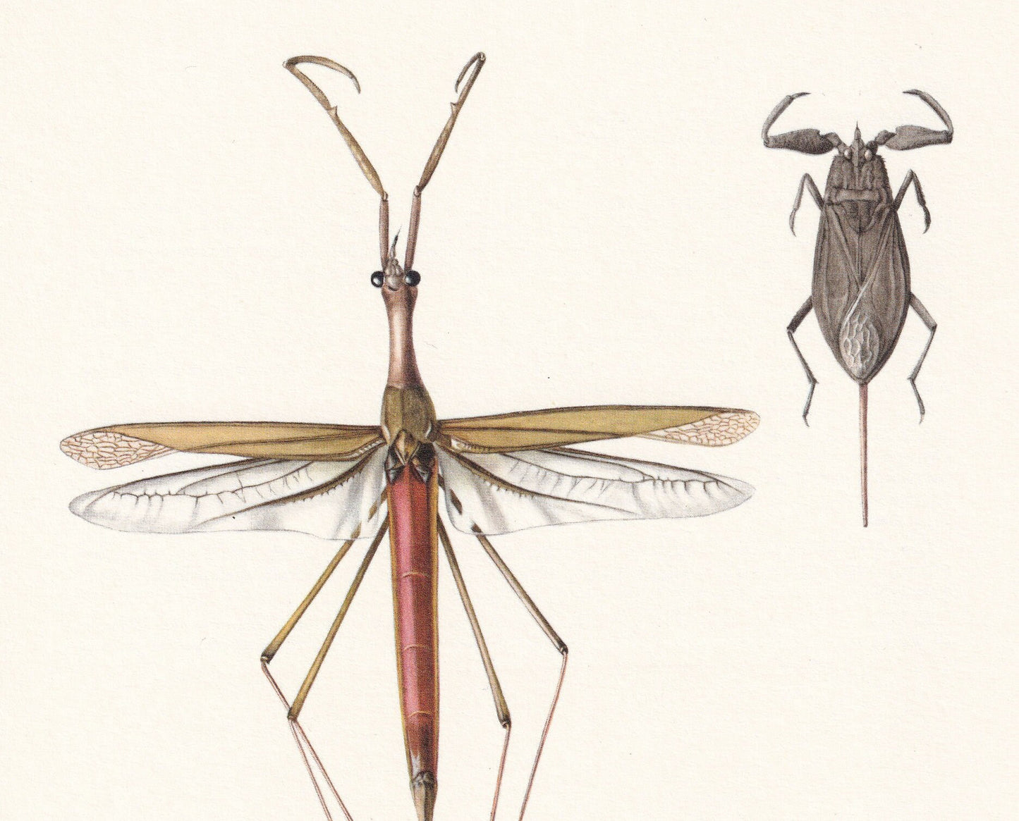 1960 WATER STICK INSECT Print - Vintage Insect Print - Wildlife Illustration - Insect Wall Art - Vintage Entomology Print - 6