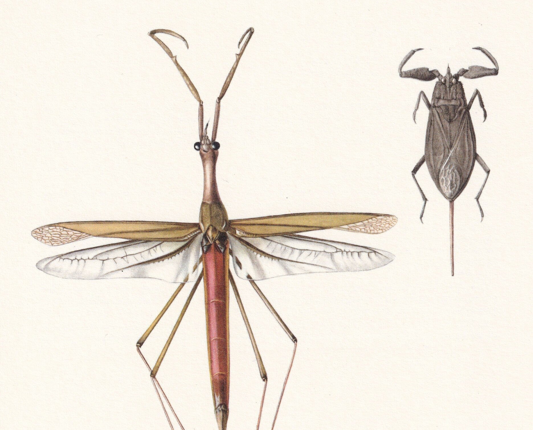 1960 WATER STICK INSECT Print - Vintage Insect Print - Wildlife Illustration - Insect Wall Art - Vintage Entomology Print - 6