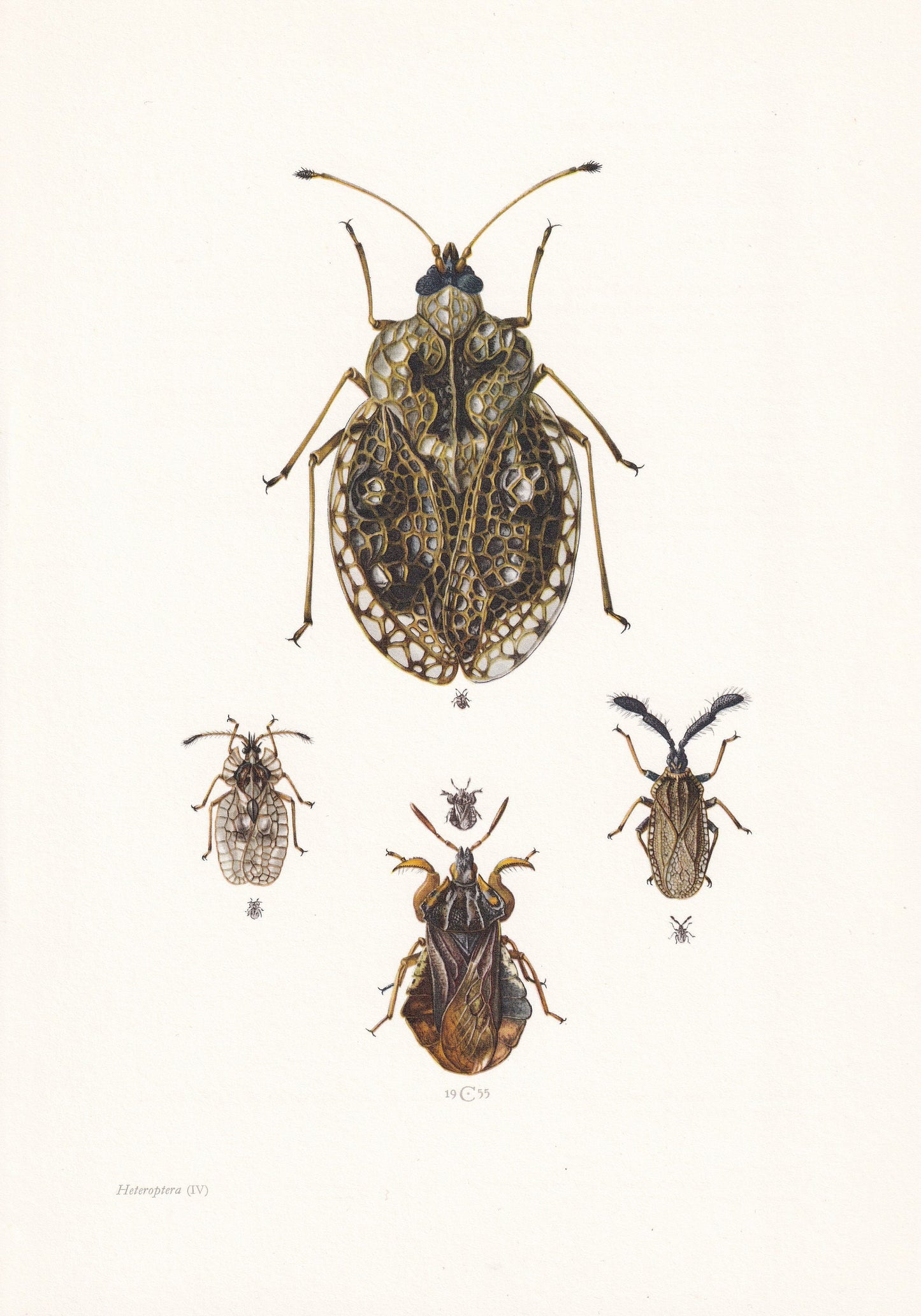 1960 LACE BUGS Print - Vintage Insect Print - Wildlife Illustration - Insect Wall Art - Vintage Entomology Print - 7.5 x 10.6