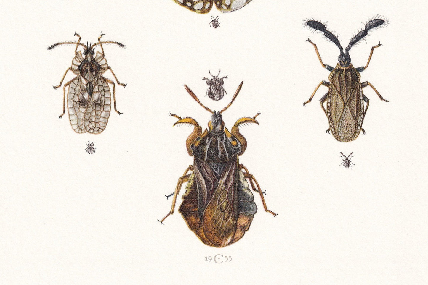 1960 LACE BUGS Print - Vintage Insect Print - Wildlife Illustration - Insect Wall Art - Vintage Entomology Print - 7.5 x 10.6