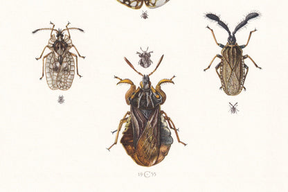 1960 LACE BUGS Print - Vintage Insect Print - Wildlife Illustration - Insect Wall Art - Vintage Entomology Print - 7.5 x 10.6