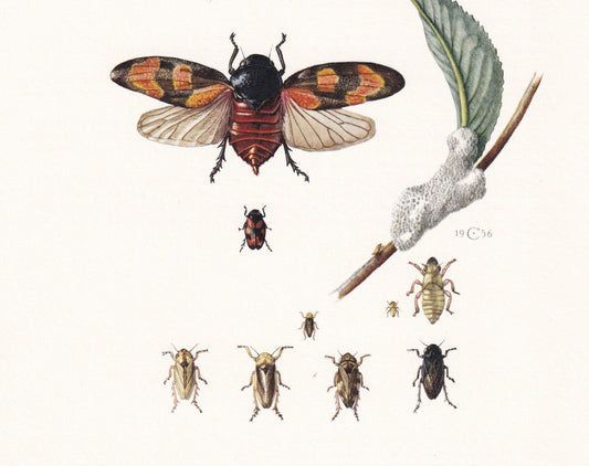 1960 FROGHOPPER Print - Vintage Insect Print - Wildlife Illustration - Insect Wall Art - Vintage Entomology Print - 7.5 x 10.
