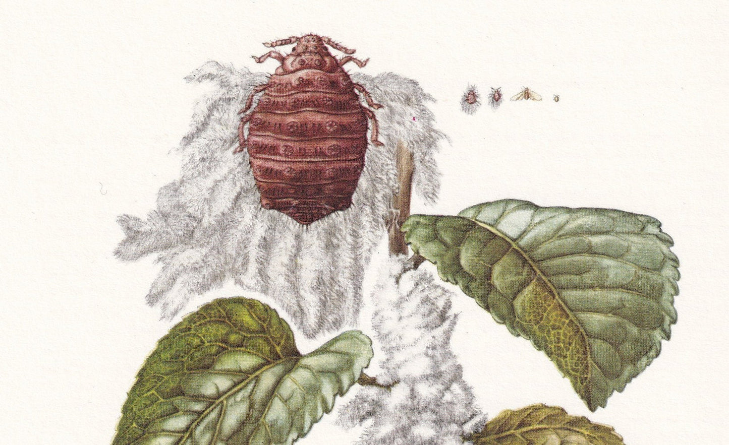1960 WOOLY APPLE APHID Print - Vintage Insect Print - Bugs Illustration - Insect Wall Art - Vintage Entomology Print - 7.5 x 