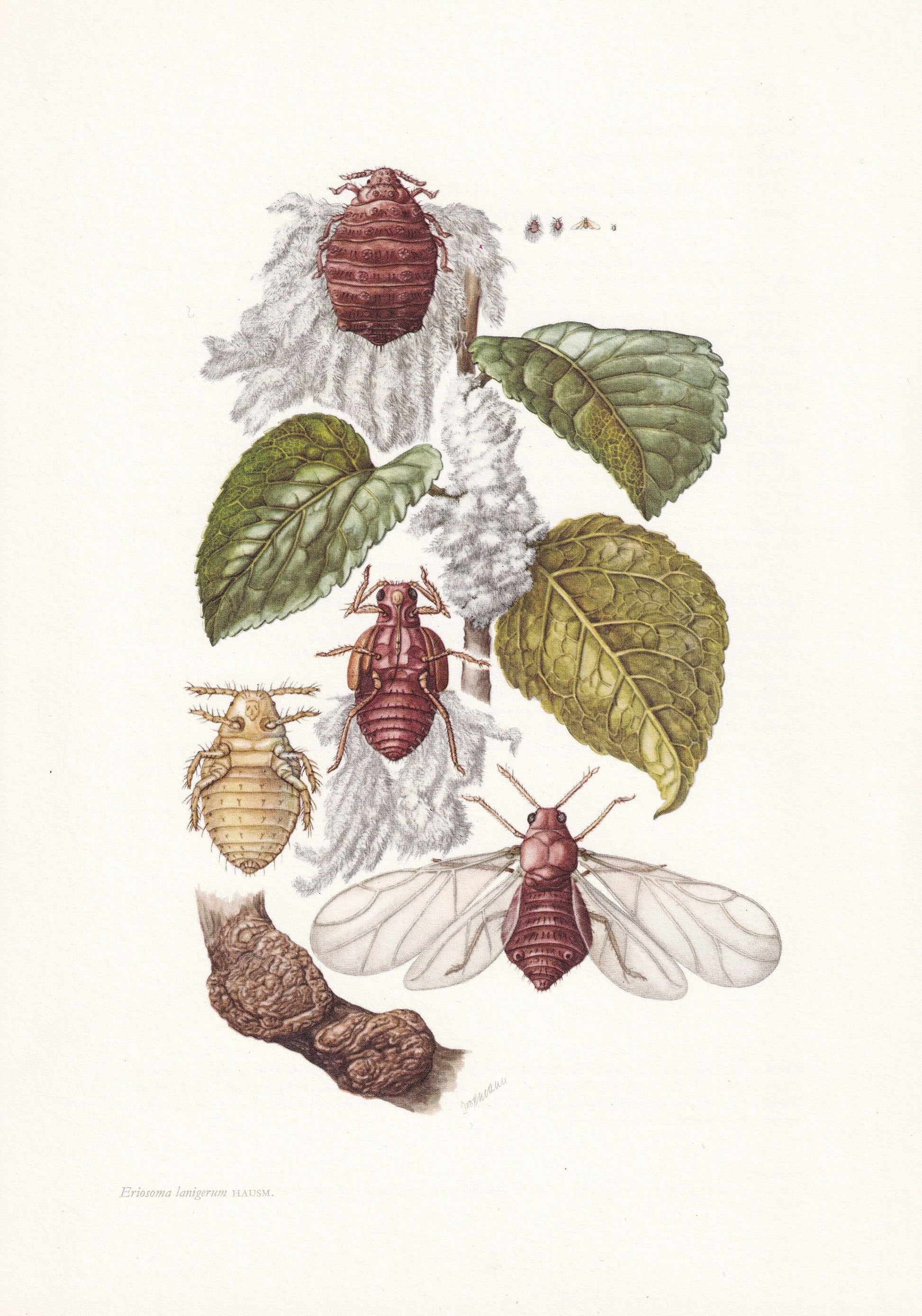1960 WOOLY APPLE APHID Print - Vintage Insect Print - Bugs Illustration - Insect Wall Art - Vintage Entomology Print - 7.5 x 