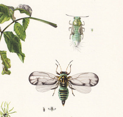 1960 ADELGIDAE & PSYLLIDS Print - Vintage Insect Print - Bugs Illustration - Insect Wall Art - Vintage Entomology Print - 7.5