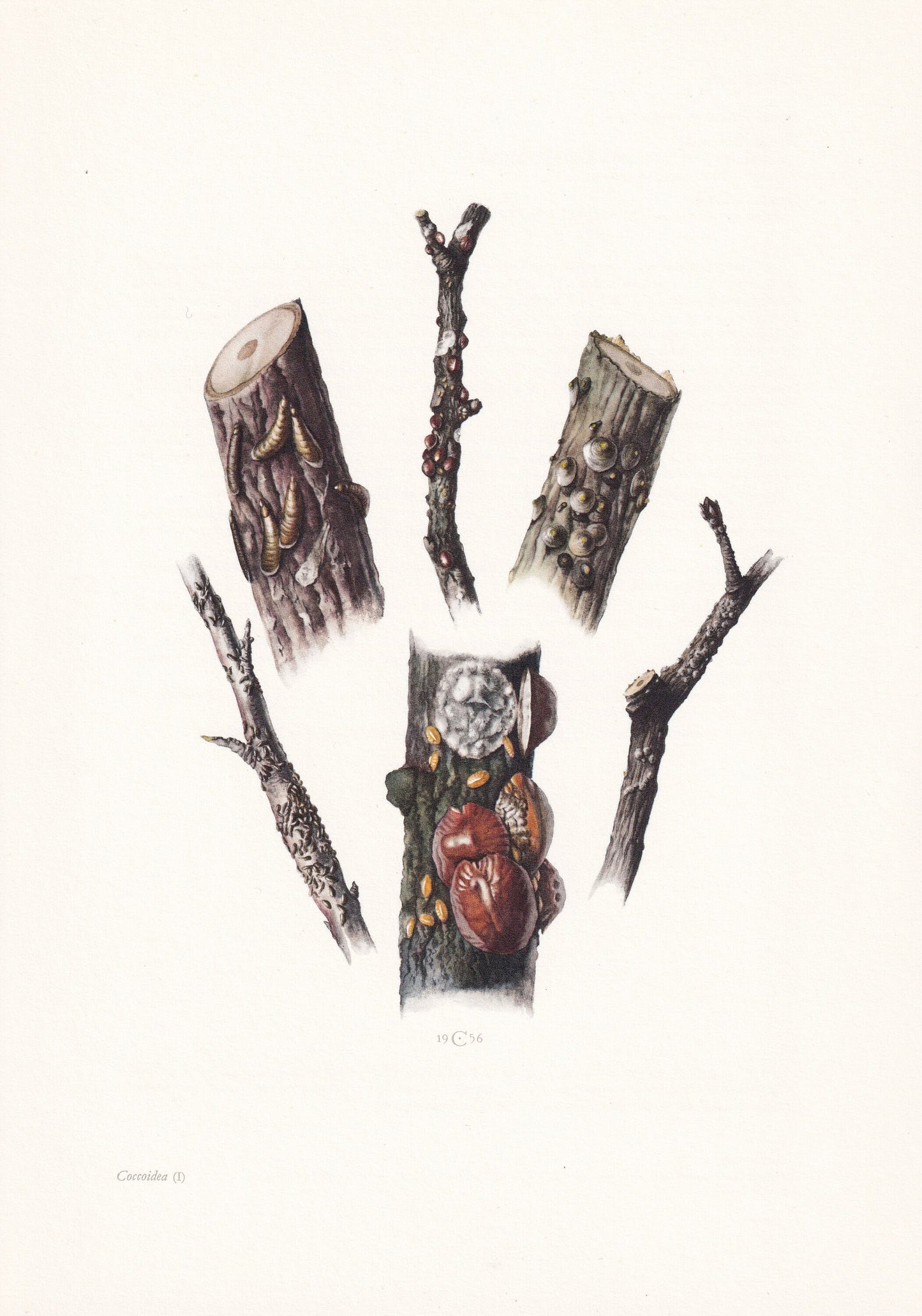 1960 SCALE INSECT Print - Vintage Insect Print - Bugs Illustration - Insect Wall Art - Vintage Entomology Print - 7.5 x 10.6 