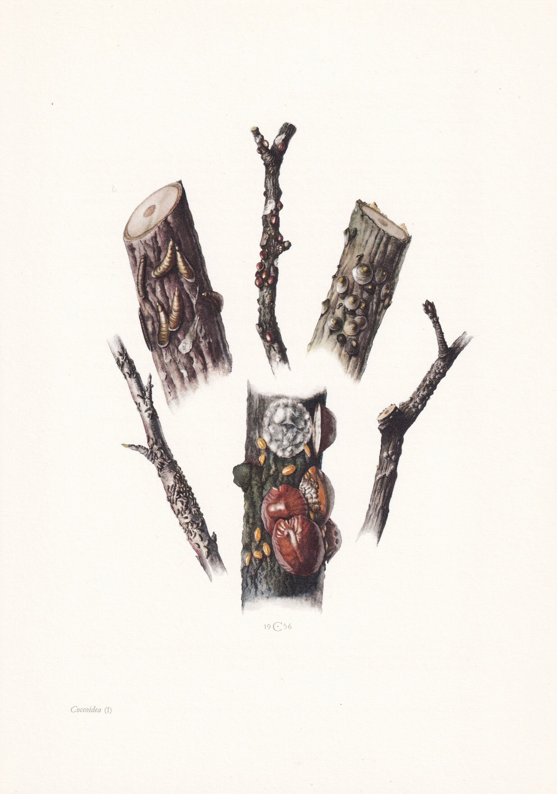 1960 SCALE INSECT Print - Vintage Insect Print - Bugs Illustration - Insect Wall Art - Vintage Entomology Print - 7.5 x 10.6 