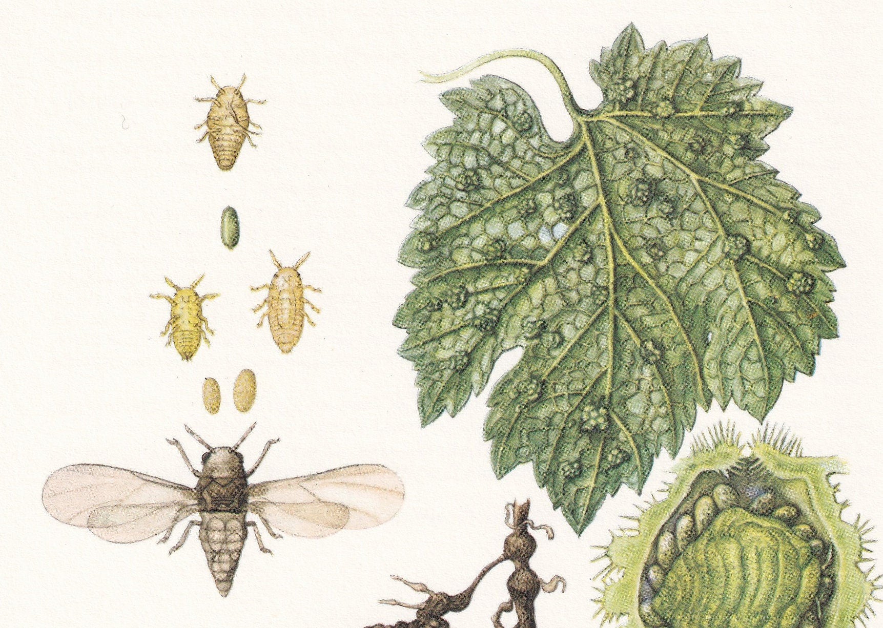 1960 GRAPE WINE LOUSE Print - Vintage Insect Print - Bugs Illustration - Insect Wall Art - Vintage Entomology Print - 7.5 x 1
