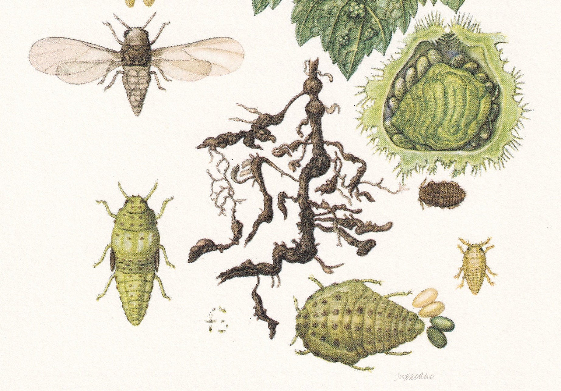 1960 GRAPE WINE LOUSE Print - Vintage Insect Print - Bugs Illustration - Insect Wall Art - Vintage Entomology Print - 7.5 x 1