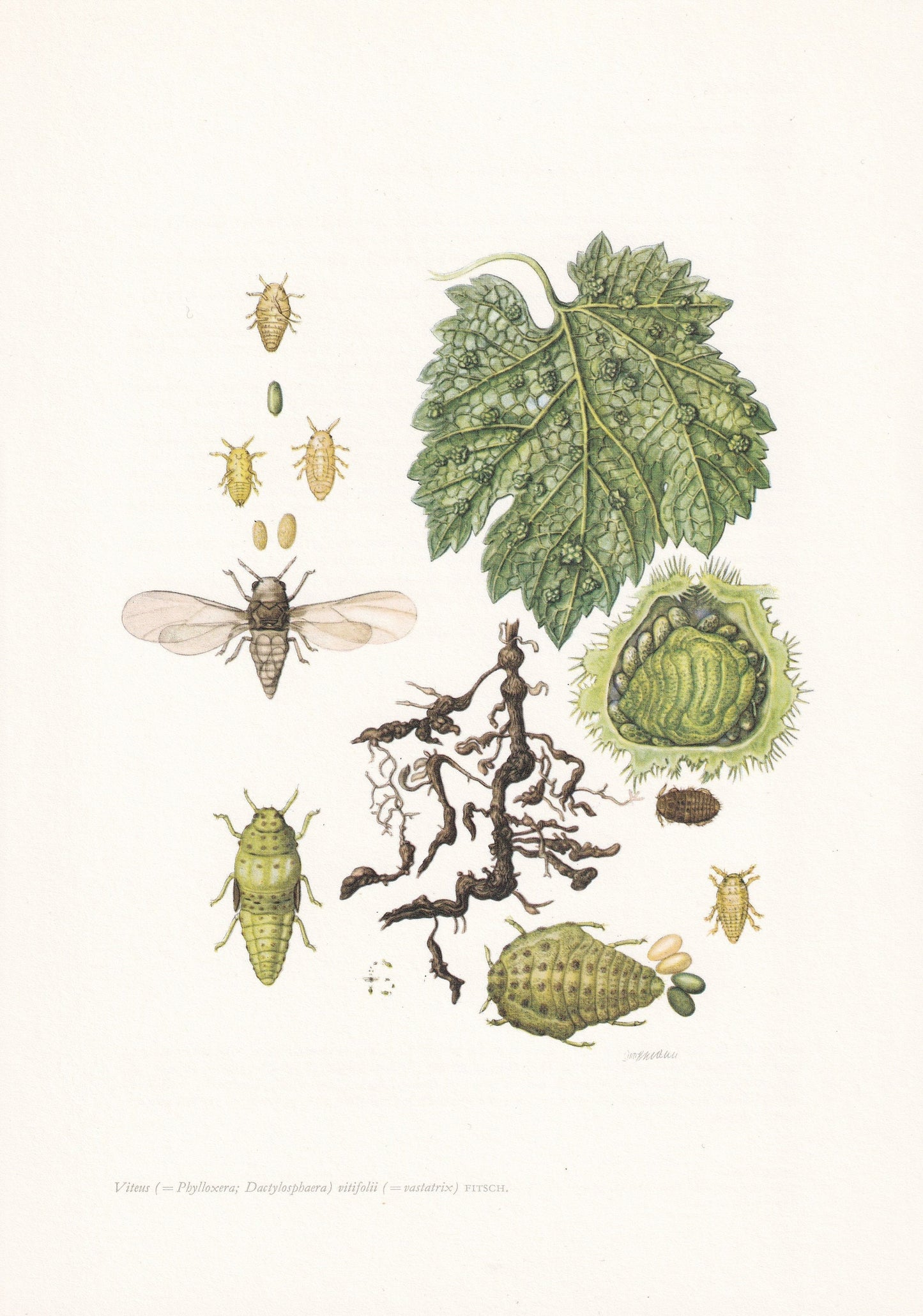 1960 GRAPE WINE LOUSE Print - Vintage Insect Print - Bugs Illustration - Insect Wall Art - Vintage Entomology Print - 7.5 x 1