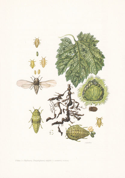 1960 GRAPE WINE LOUSE Print - Vintage Insect Print - Bugs Illustration - Insect Wall Art - Vintage Entomology Print - 7.5 x 1