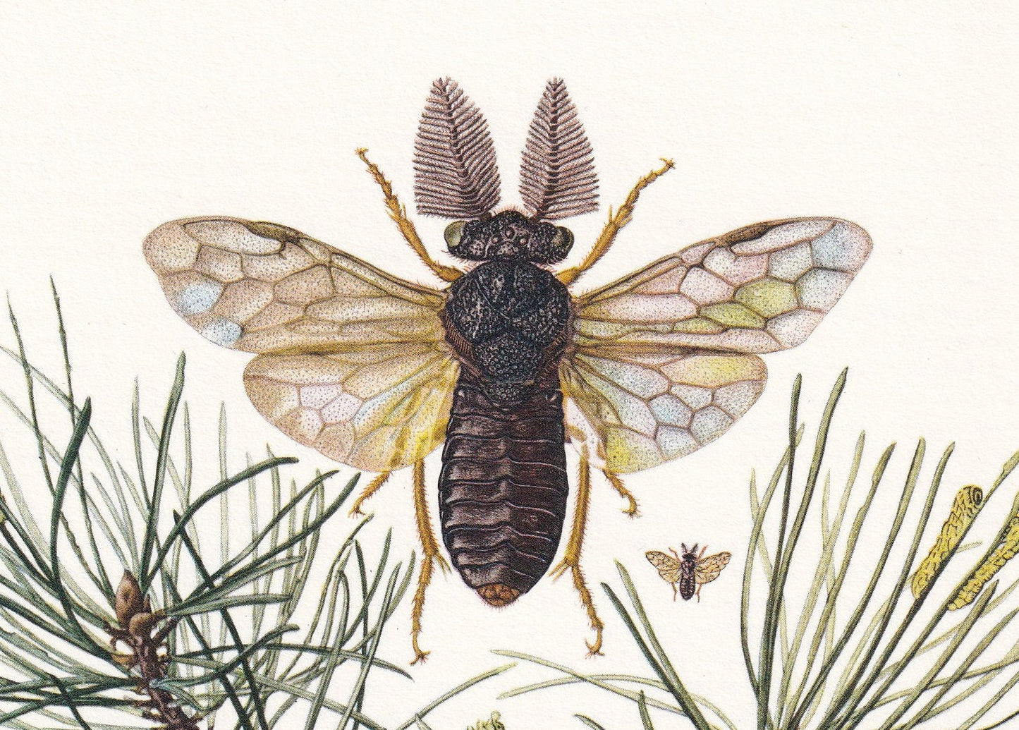 1960 COMMON PINE SAWFLY Print - Vintage Insect Print - Sawfly Illustration - Insect Wall Art - Vintage Entomology Print - 7.5