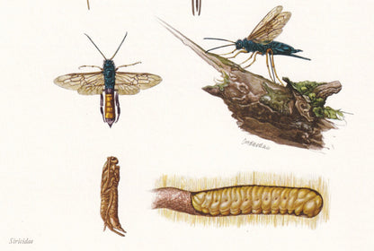 1960 GIANT WOODWASP Print - Vintage Insect Print - Sawfly Illustration - Insect Wall Art - Vintage Entomology Print - 7.5 x 1