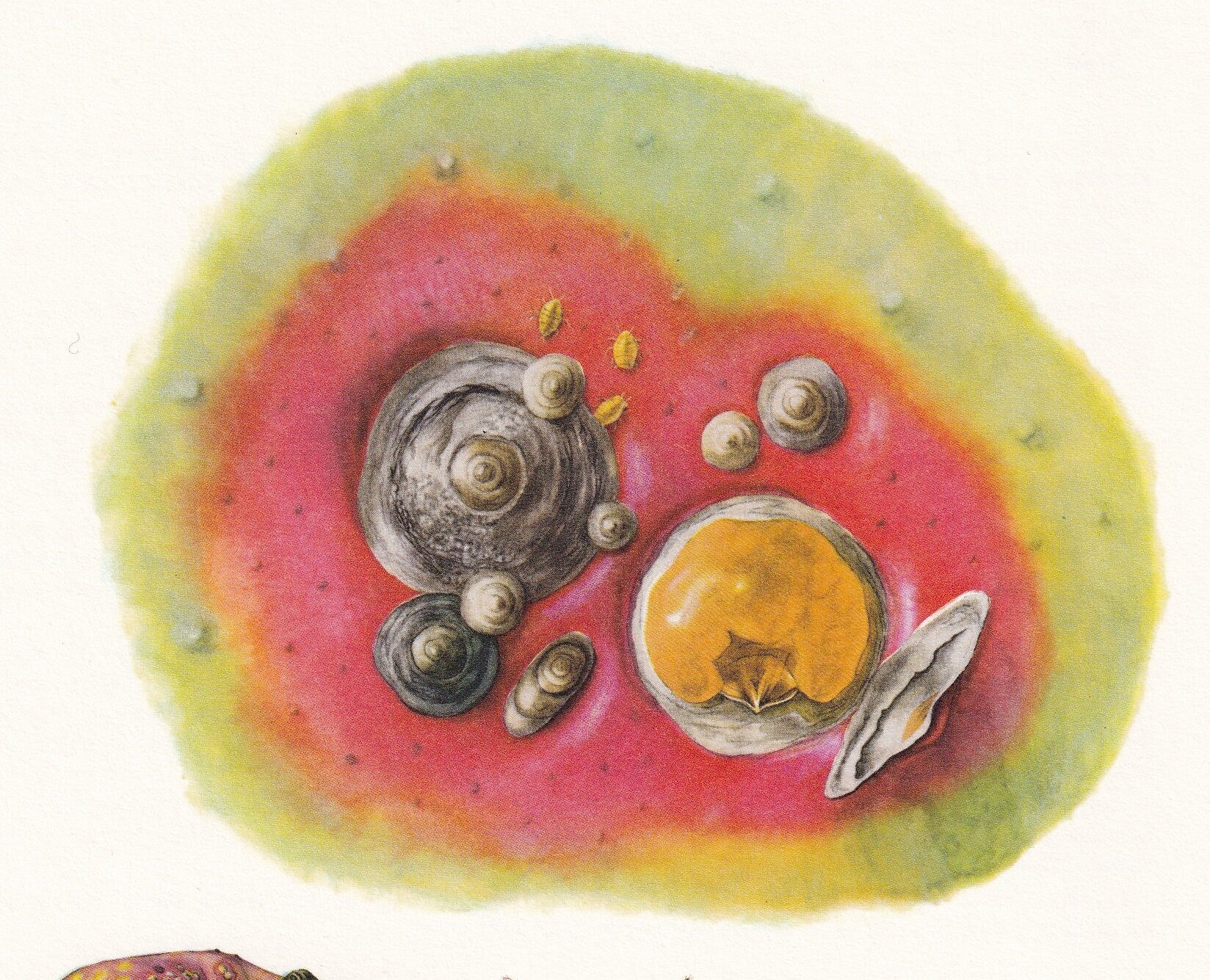 1960 SAN JOSE SCALE Print - Vintage Insect Print - Bugs Illustration - Insect Wall Art - Vintage Entomology Print - 7.5 x 10.