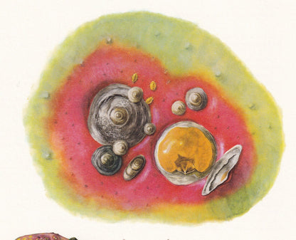 1960 SAN JOSE SCALE Print - Vintage Insect Print - Bugs Illustration - Insect Wall Art - Vintage Entomology Print - 7.5 x 10.