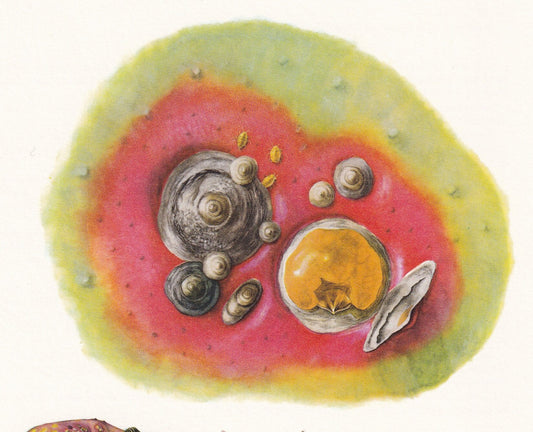 1960 SAN JOSE SCALE Print - Vintage Insect Print - Bugs Illustration - Insect Wall Art - Vintage Entomology Print - 7.5 x 10.