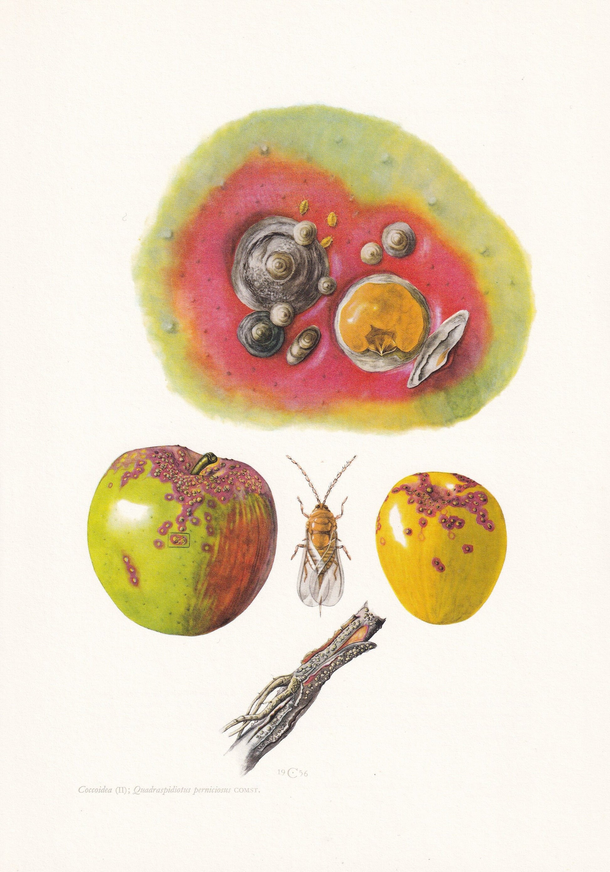 1960 SAN JOSE SCALE Print - Vintage Insect Print - Bugs Illustration - Insect Wall Art - Vintage Entomology Print - 7.5 x 10.