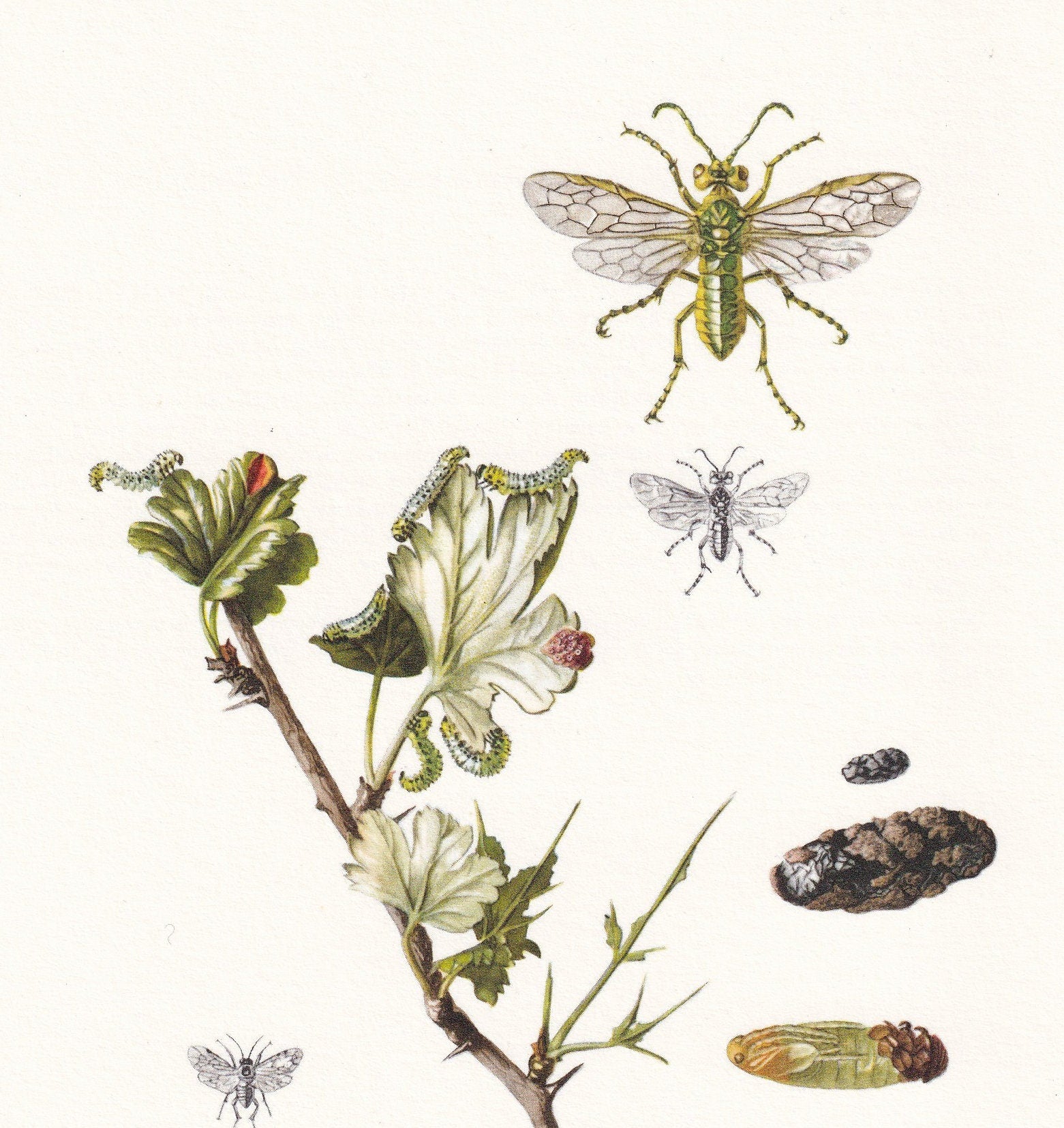 1960 SAWFLY Print - Vintage Insect Print - Sawfly Illustration - Insect Wall Art - Vintage Entomology Print - 7.5 x 10.6 Inch