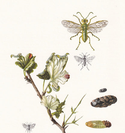 1960 SAWFLY Print - Vintage Insect Print - Sawfly Illustration - Insect Wall Art - Vintage Entomology Print - 7.5 x 10.6 Inch