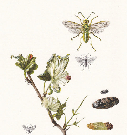 1960 SAWFLY Print - Vintage Insect Print - Sawfly Illustration - Insect Wall Art - Vintage Entomology Print - 7.5 x 10.6 Inch
