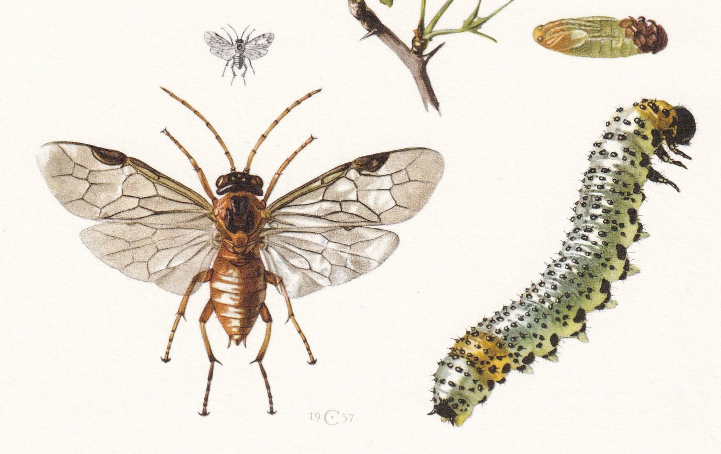 1960 SAWFLY Print - Vintage Insect Print - Sawfly Illustration - Insect Wall Art - Vintage Entomology Print - 7.5 x 10.6 Inch
