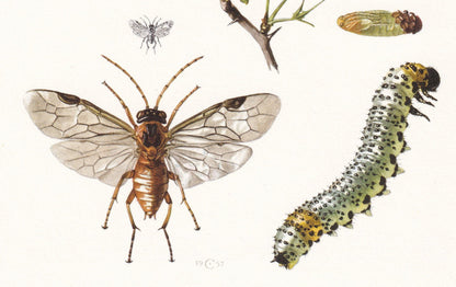 1960 SAWFLY Print - Vintage Insect Print - Sawfly Illustration - Insect Wall Art - Vintage Entomology Print - 7.5 x 10.6 Inch
