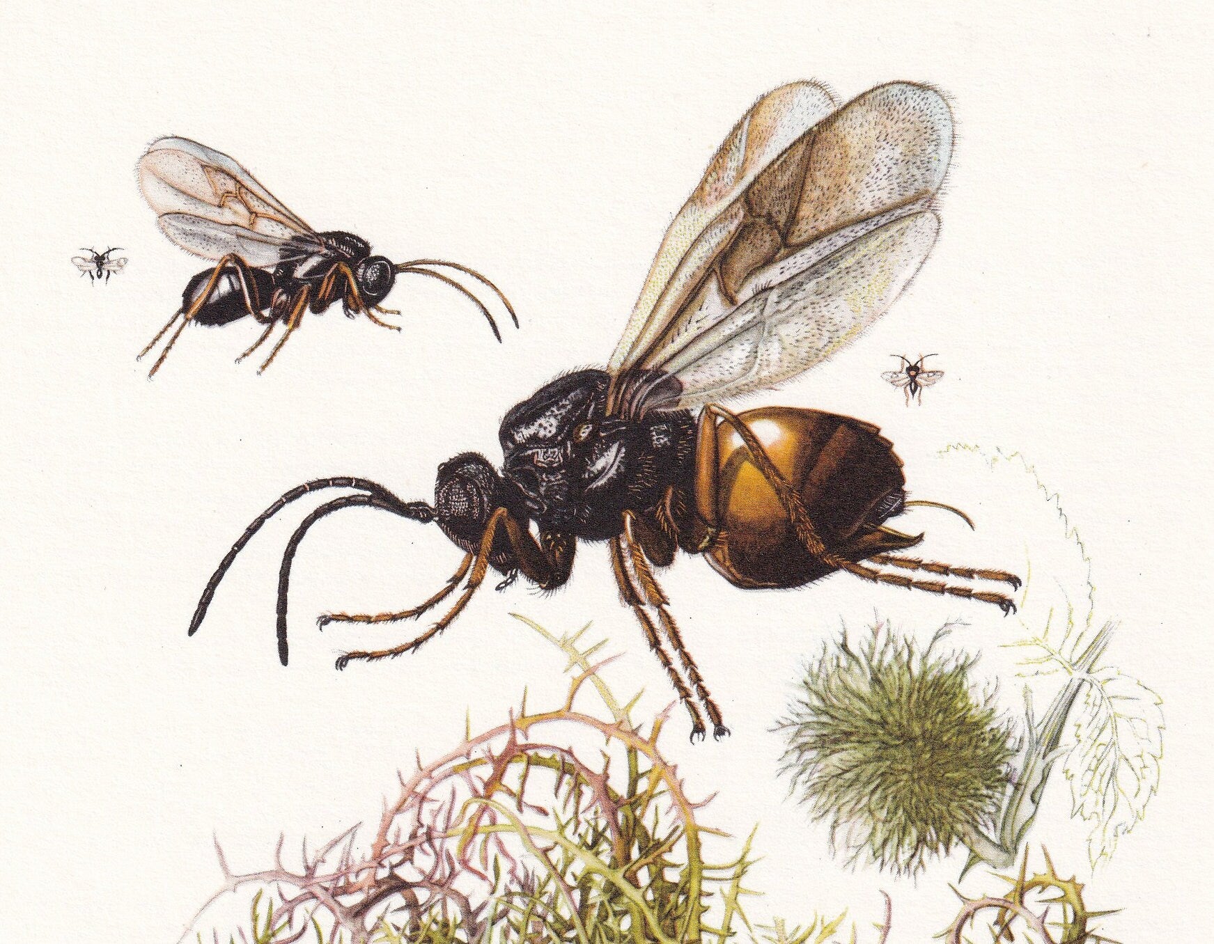 1960 GALL WASP Print - Vintage Insect Print - Bugs Illustration - Insect Wall Art - Vintage Entomology Print - 7.5 x 10.6 Inc