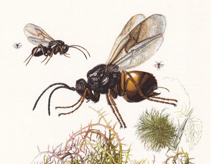 1960 GALL WASP Print - Vintage Insect Print - Bugs Illustration - Insect Wall Art - Vintage Entomology Print - 7.5 x 10.6 Inc