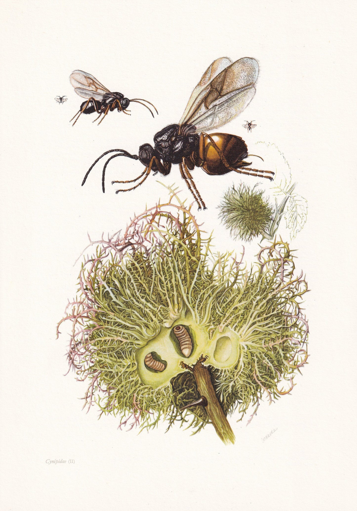 1960 GALL WASP Print - Vintage Insect Print - Bugs Illustration - Insect Wall Art - Vintage Entomology Print - 7.5 x 10.6 Inc
