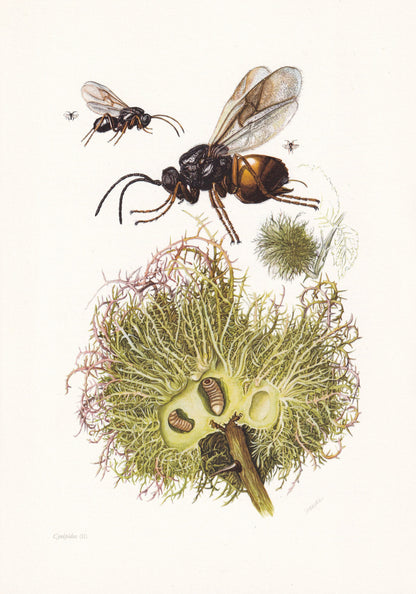 1960 GALL WASP Print - Vintage Insect Print - Bugs Illustration - Insect Wall Art - Vintage Entomology Print - 7.5 x 10.6 Inc