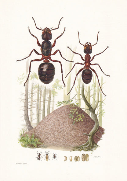 1960 RED WOOD ANT Print - Vintage Insect Print - Bugs Illustration - Insect Wall Art - Vintage Entomology Print - 7.5 x 10.6 