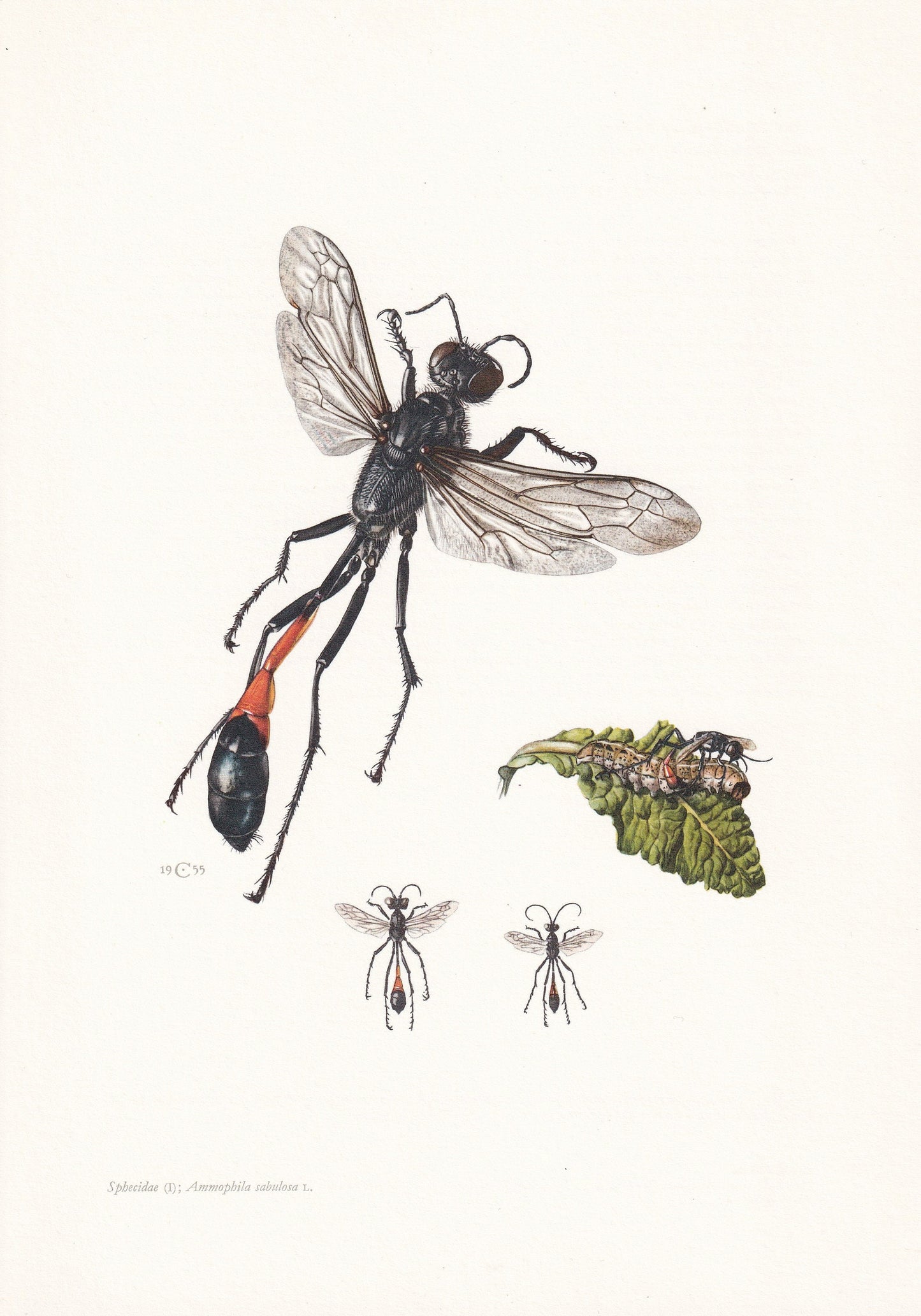 1960 Red-Banded SAND WASP Print - Vintage Insect Print - Bugs Illustration - Insect Wall Art - Vintage Entomology Print - 7.5