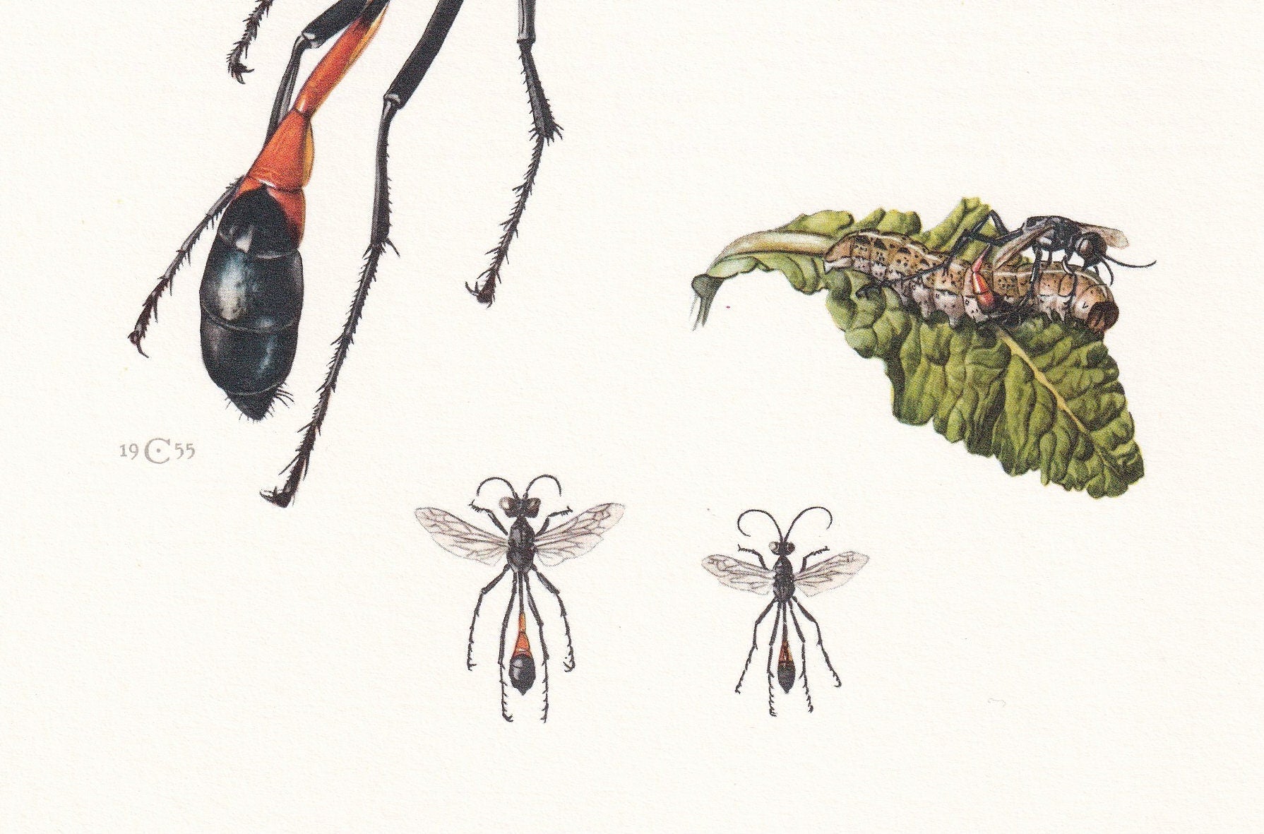 1960 Red-Banded SAND WASP Print - Vintage Insect Print - Bugs Illustration - Insect Wall Art - Vintage Entomology Print - 7.5