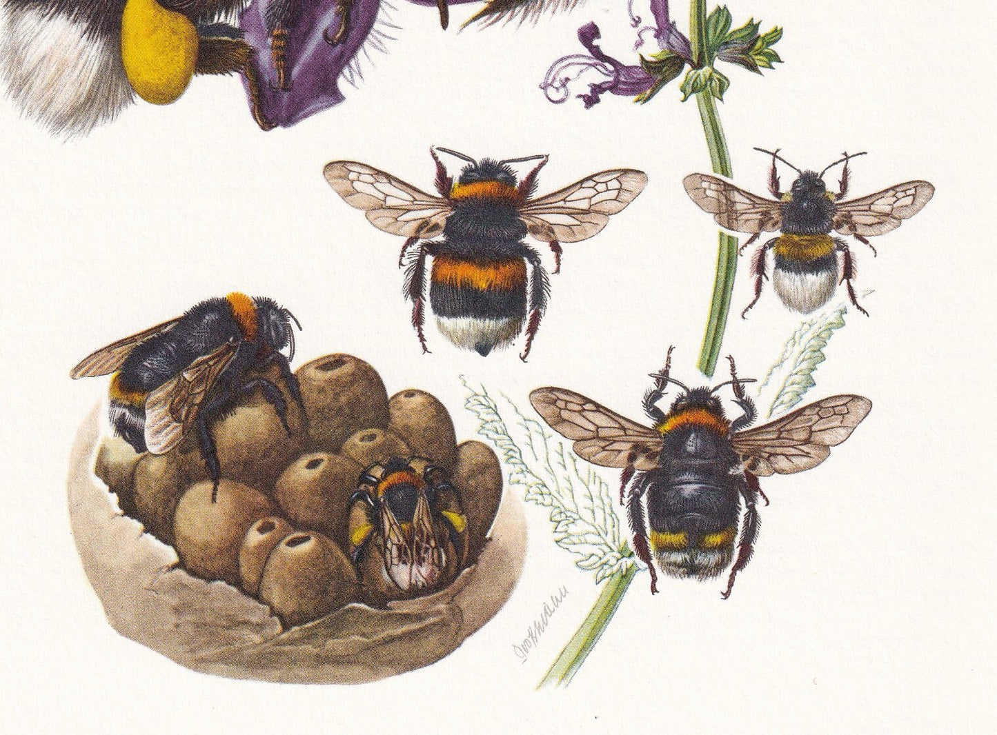 1960 BUMBLEBEE Print - Vintage Insect Print - Bugs Illustration - Insect Wall Art - Vintage Entomology Print - 7.5 x 10.6 Inc