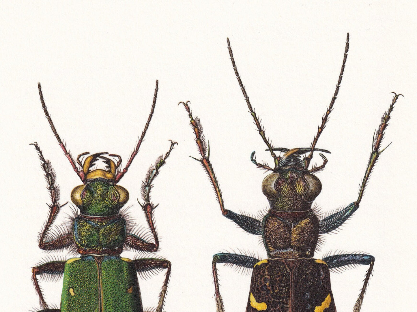 1960 TIGER BEETLE Print - Vintage Insect Print - Bugs Illustration - Insect Wall Art - Vintage Entomology Print - 7.5 x 10.6 