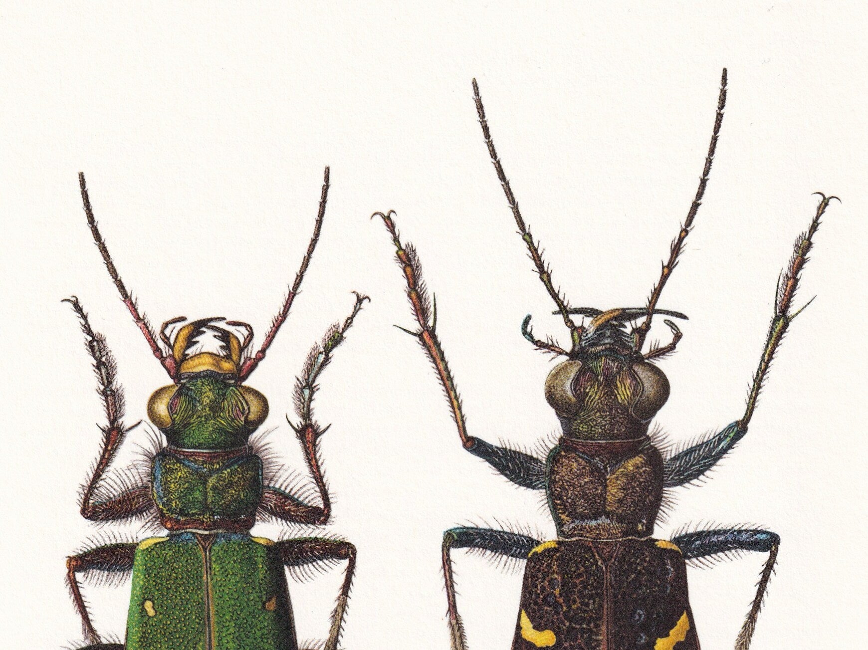 1960 TIGER BEETLE Print - Vintage Insect Print - Bugs Illustration - Insect Wall Art - Vintage Entomology Print - 7.5 x 10.6 