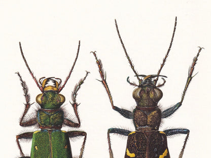 1960 TIGER BEETLE Print - Vintage Insect Print - Bugs Illustration - Insect Wall Art - Vintage Entomology Print - 7.5 x 10.6 
