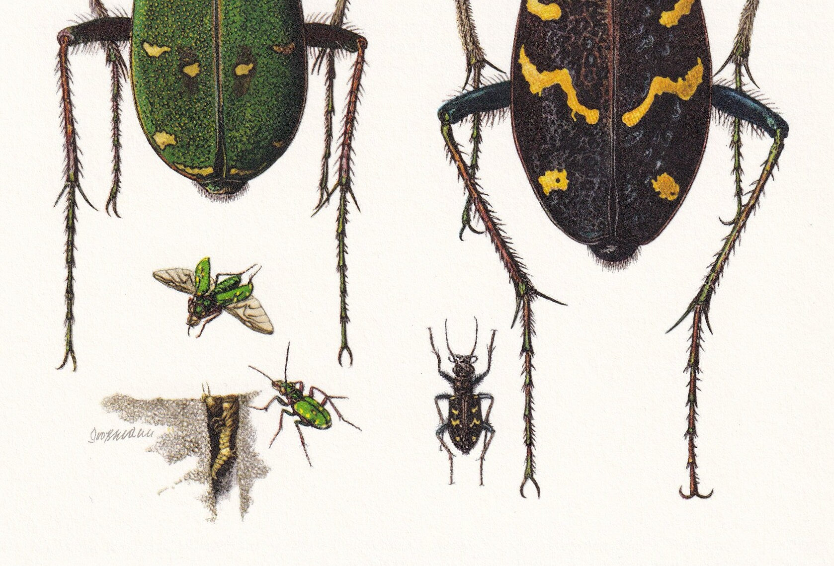 1960 TIGER BEETLE Print - Vintage Insect Print - Bugs Illustration - Insect Wall Art - Vintage Entomology Print - 7.5 x 10.6 