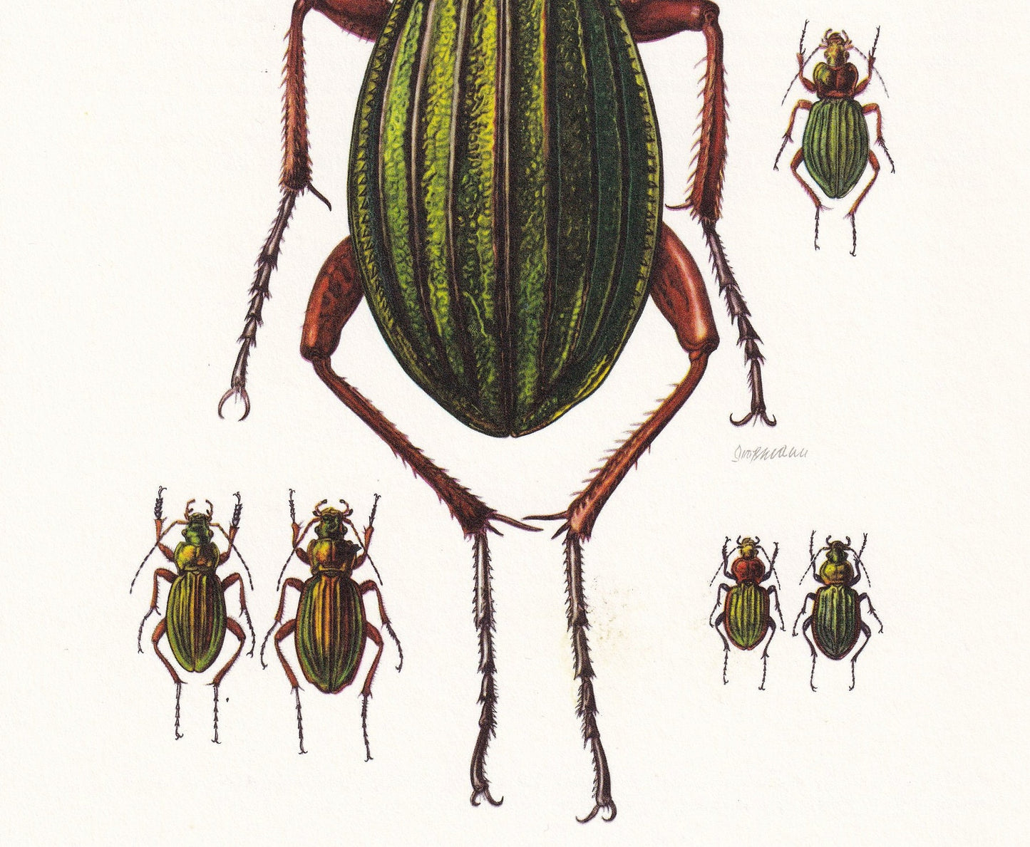 1960 CARABUS BEETLE Print - Vintage Insect Print - Bugs Illustration - Insect Wall Art - Vintage Entomology Print - 7.5 x 10.