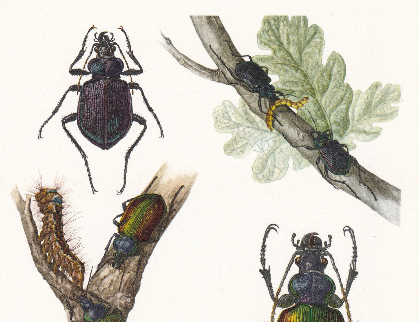 1960 FOREST CATERPILLAR HUNTER Print - Vintage Insect Print - Bugs Illustration - Insect Wall Art - Vintage Entomology Print - 63 Years Old