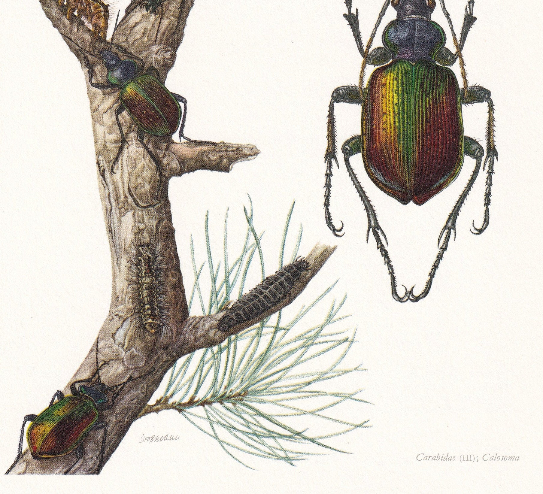 1960 FOREST CATERPILLAR HUNTER Print - Vintage Insect Print - Bugs Illustration - Insect Wall Art - Vintage Entomology Print 