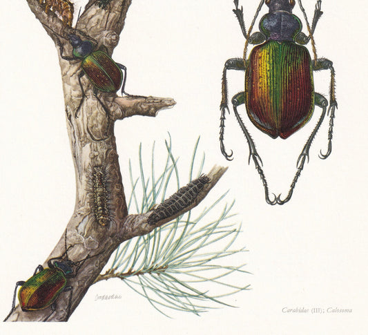 1960 FOREST CATERPILLAR HUNTER Print - Vintage Insect Print - Bugs Illustration - Insect Wall Art - Vintage Entomology Print 