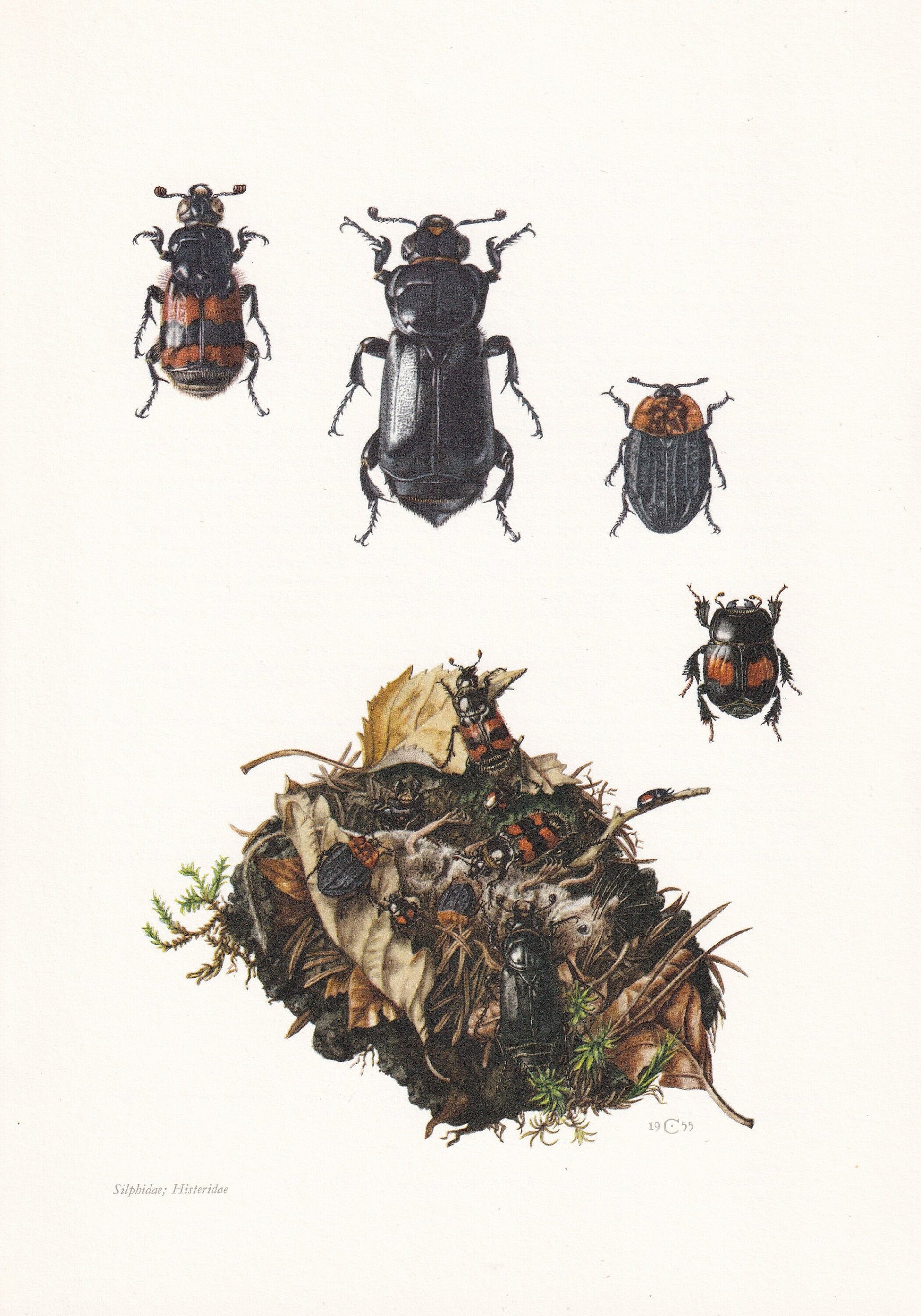 1960 BURYING BEETLE Print - Vintage Insect Print - Bugs Illustration - Insect Wall Art - Vintage Entomology Print - 7.5 x 10.
