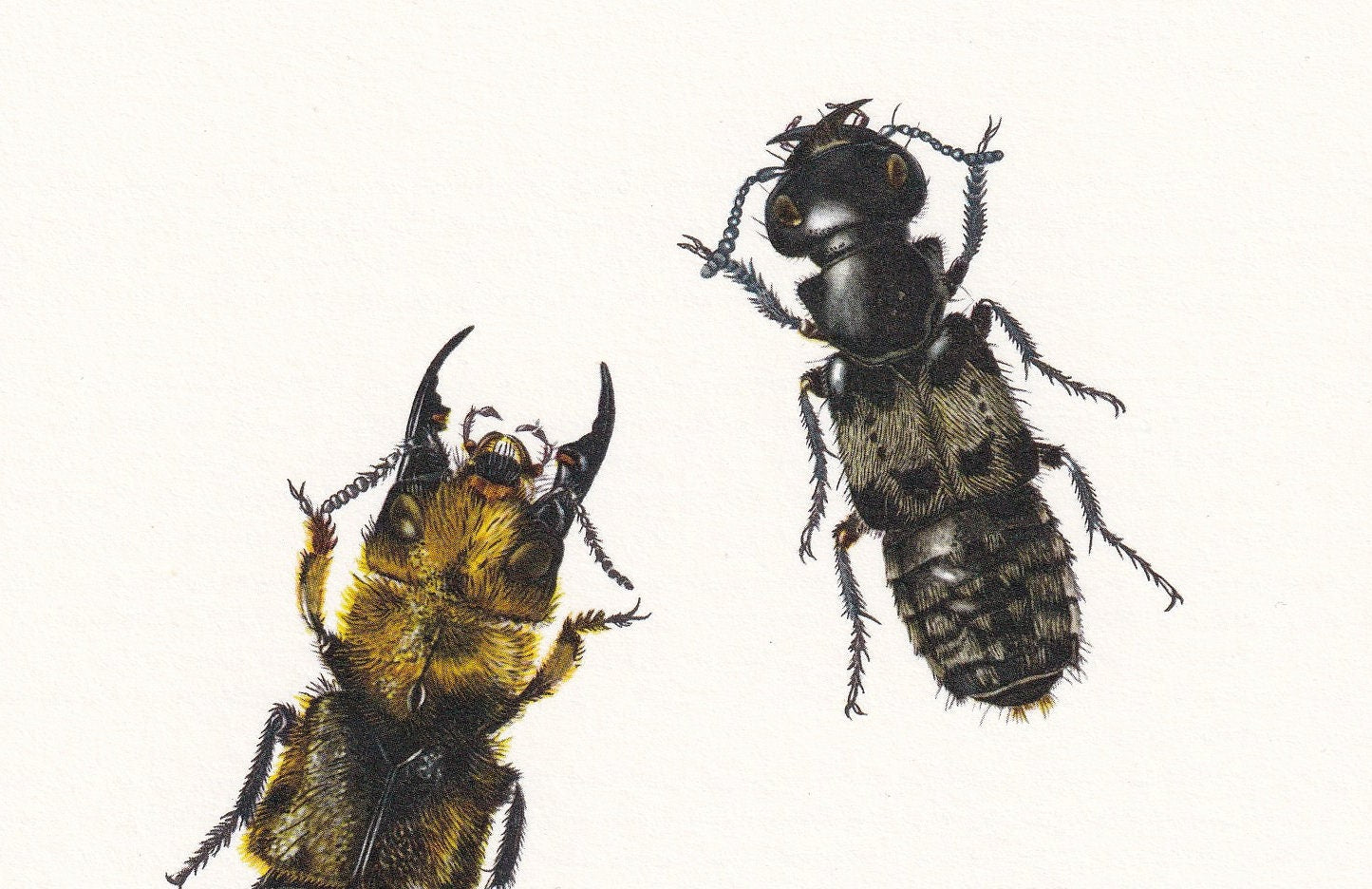 1960 ROVE BEETLE Print - Vintage Insect Print - Bugs Illustration - Insect Wall Art - Vintage Entomology Print - 7.5 x 10.6 I