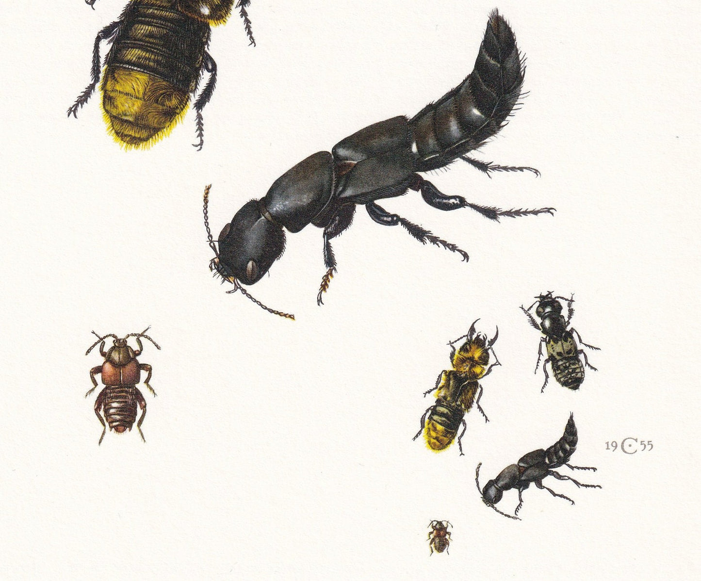 1960 ROVE BEETLE Print - Vintage Insect Print - Bugs Illustration - Insect Wall Art - Vintage Entomology Print - 7.5 x 10.6 I