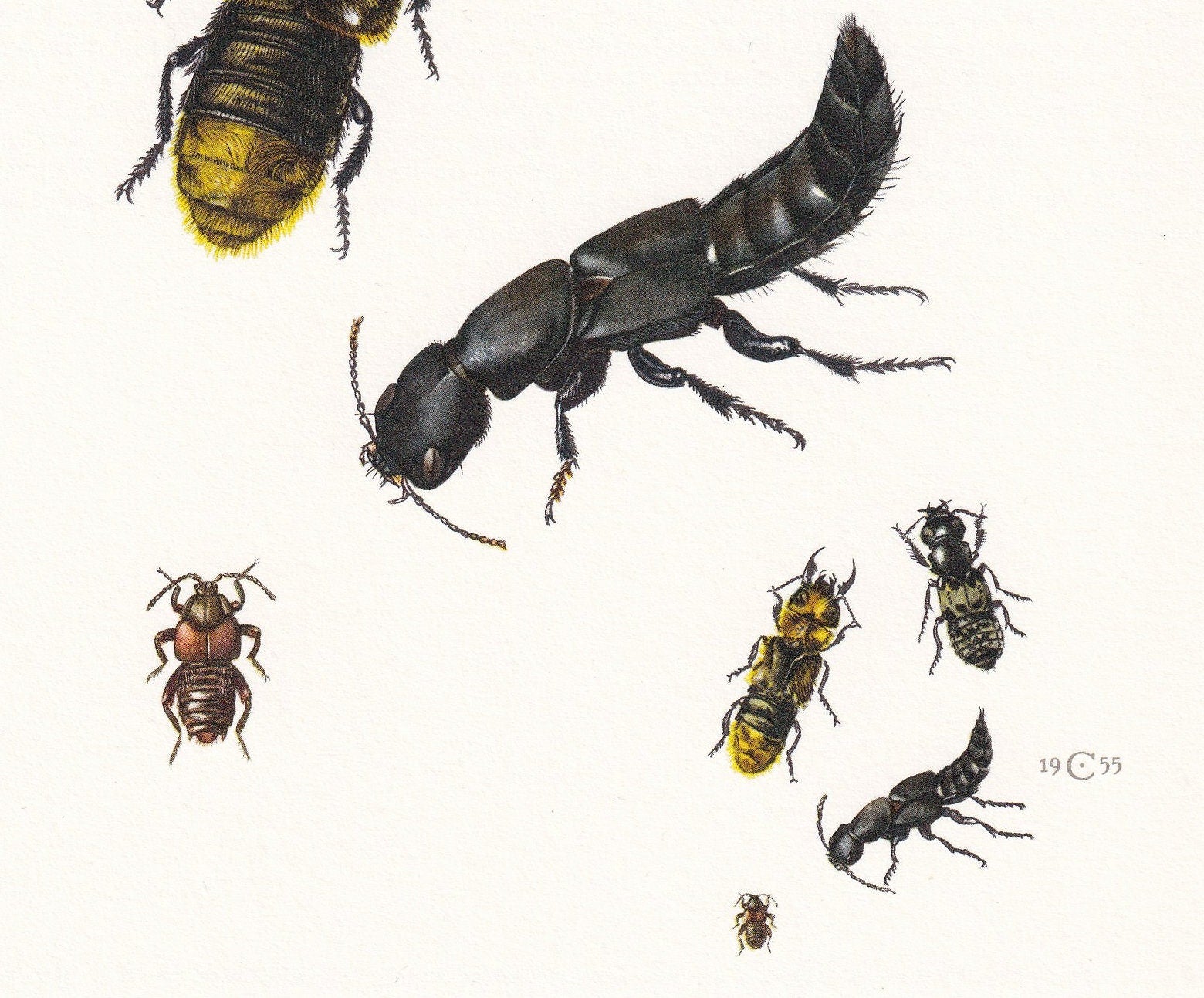 1960 ROVE BEETLE Print - Vintage Insect Print - Bugs Illustration - Insect Wall Art - Vintage Entomology Print - 7.5 x 10.6 I