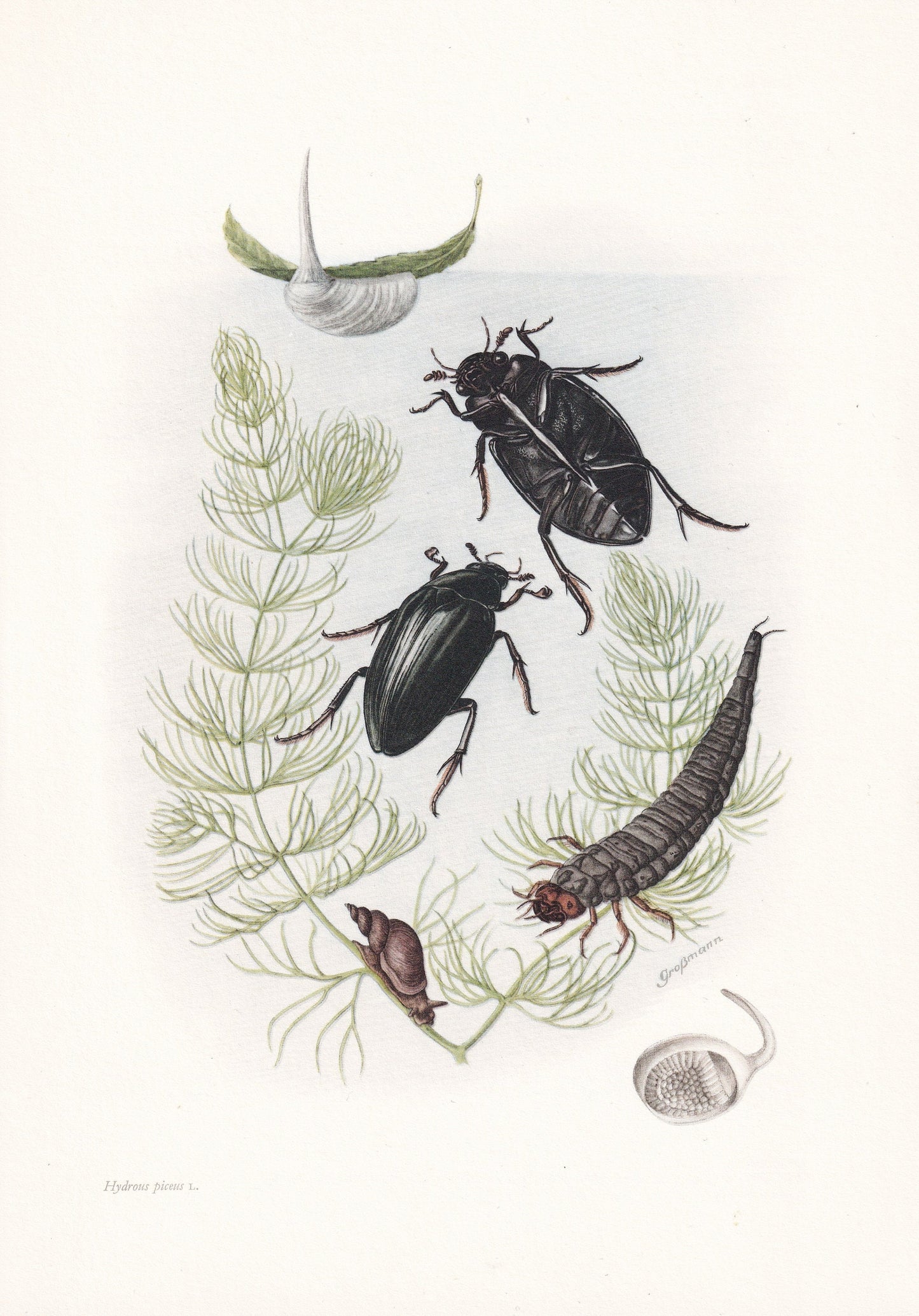 1960 WATER SCAVENGER BEETLE Print - Vintage Insect Print - Bugs Illustration - Insect Wall Art - Vintage Entomology Print - 6