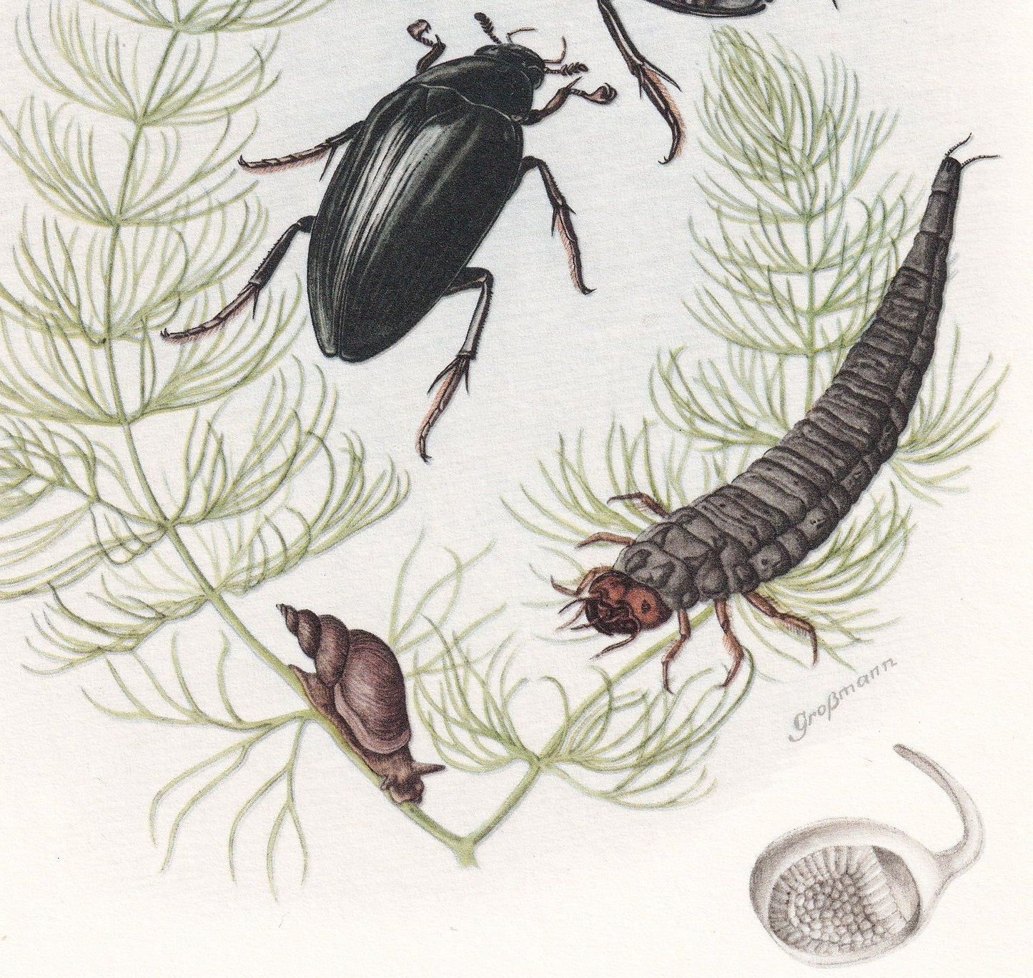 1960 WATER SCAVENGER BEETLE Print - Vintage Insect Print - Bugs Illustration - Insect Wall Art - Vintage Entomology Print - 6