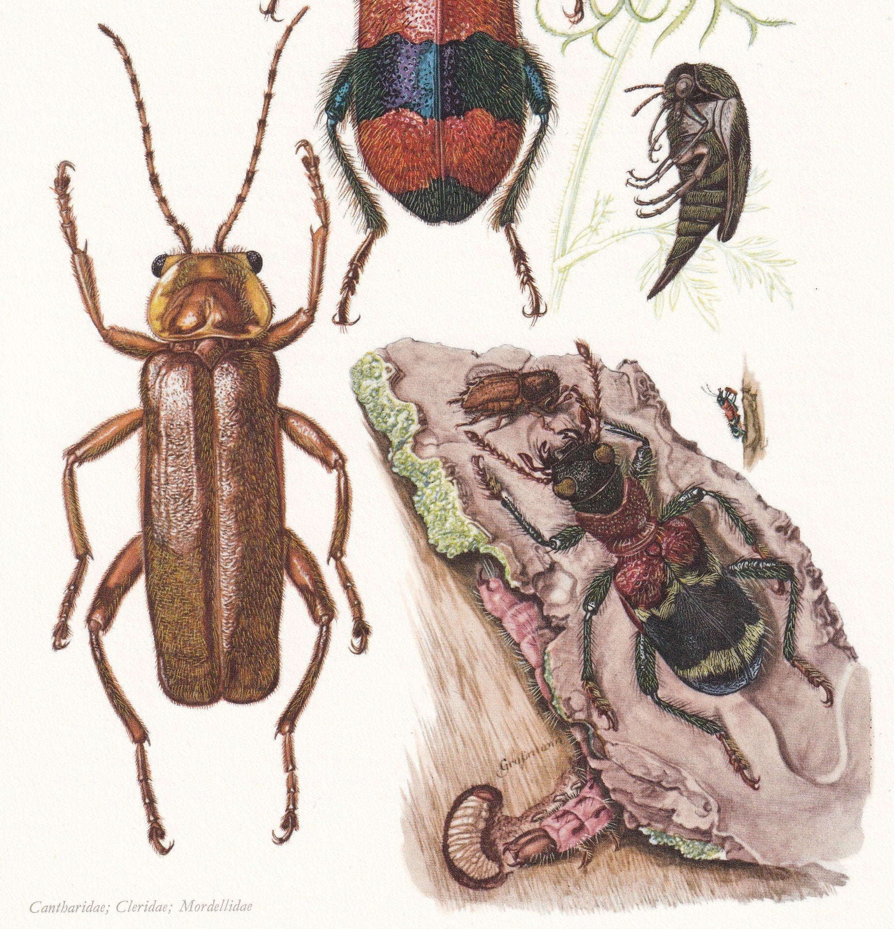 1960 SOLDIER BEETLE & Checkered Beetle Print - Vintage Insect Print - Insect Wall Art - Vintage Entomology Print - 7.5 x 10.6